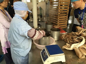 当高科技制茶机遇上传统石磨 祥源易武工厂的文化体验之旅